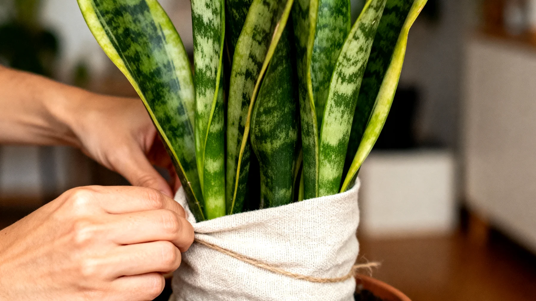 Sansevieria"
